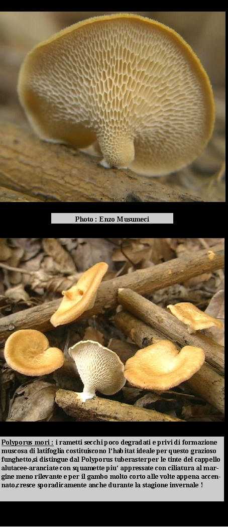 Polyporus mori